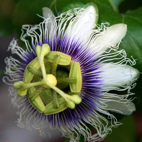 Passion Flower