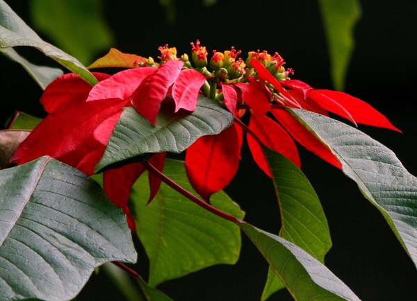 HAPPY HOLIDAYS, MY AW FRIENDS!