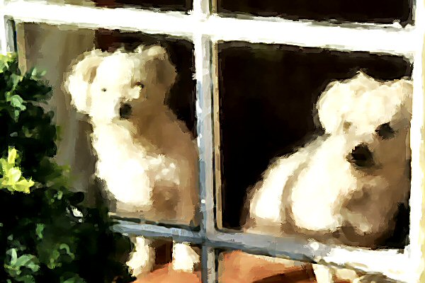 Puppies in the window