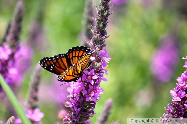 Gathering Nectar