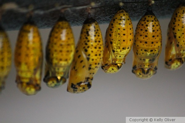 Tree  Nymph Chrysalis