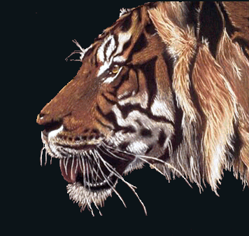 Bengal