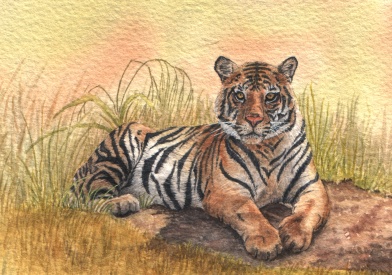 Tiger