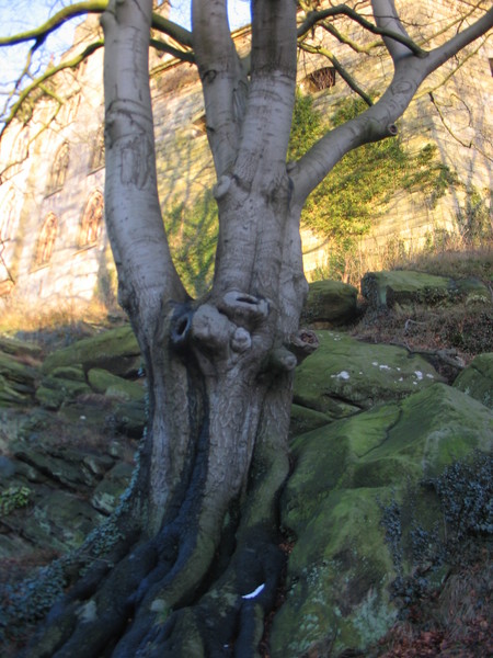 Old Wood