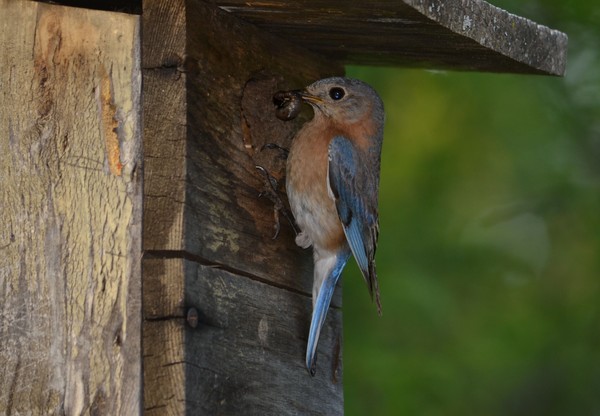 Feeding Baby