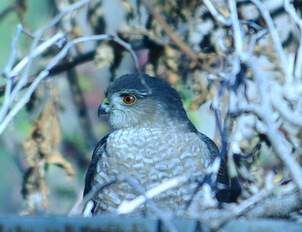 Coopers Hawk II