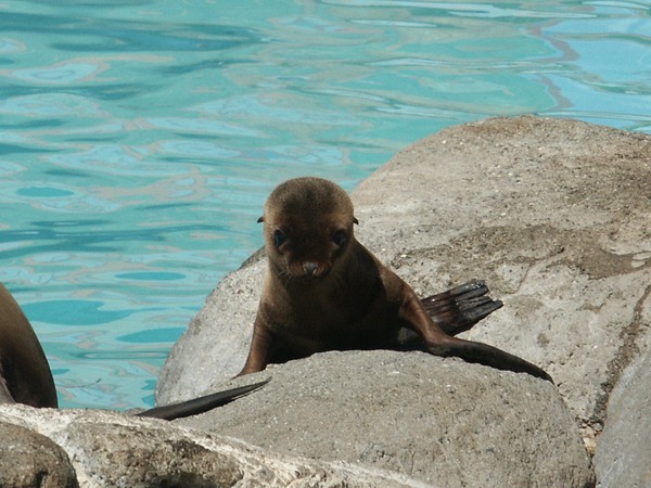 Sea Lion