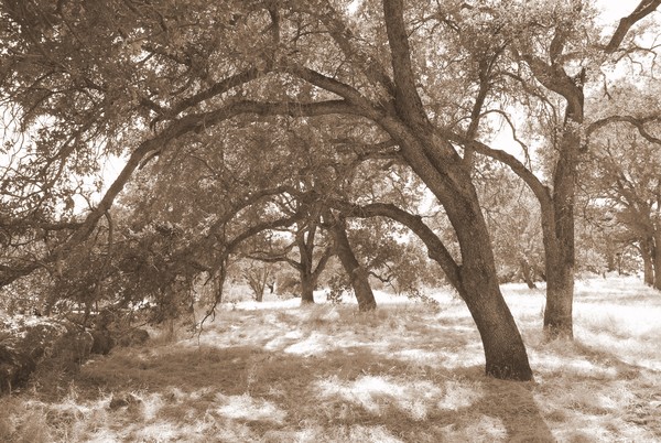 Sculpture Park- Sepia
