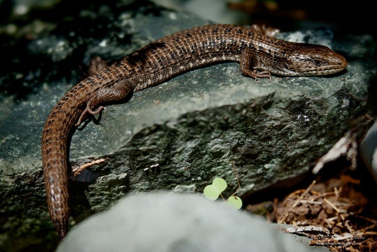 Northern Alligator Lizard P6562