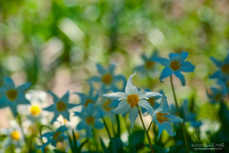 Avalanche Lillies P7132