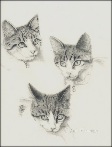 Kitten Study