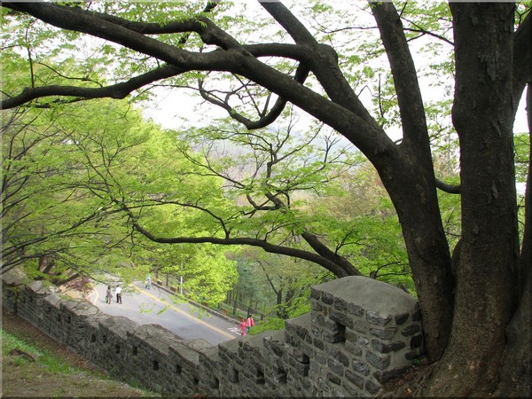 Path Below the Trees