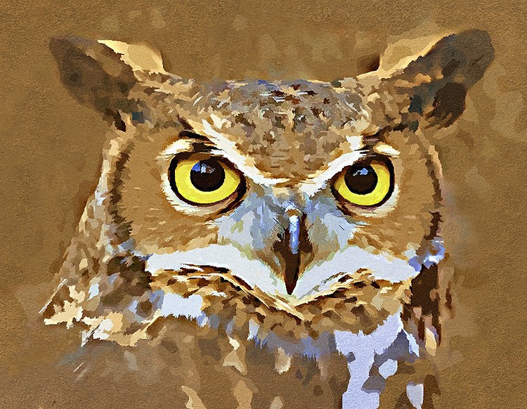 Owl