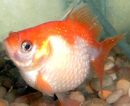 Pob the Fat Pearlscale....again!