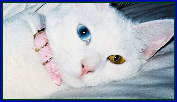 Princess Lily