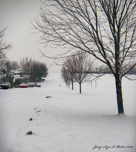 Trees 