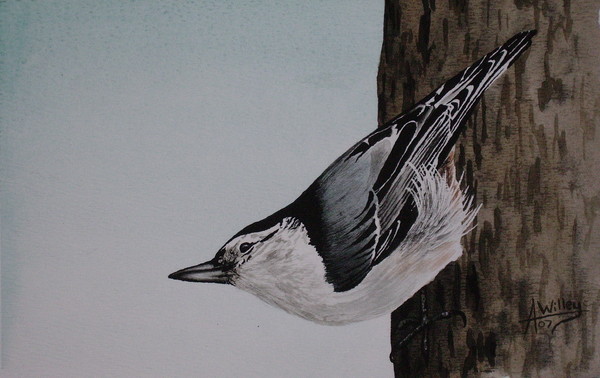 White-breasted Nuthatch