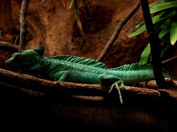 Lizard