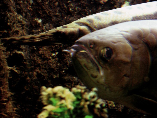 Fish