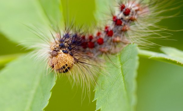 Caterpillar in yellow, red and blue