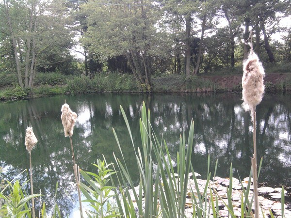 Fishpond 4