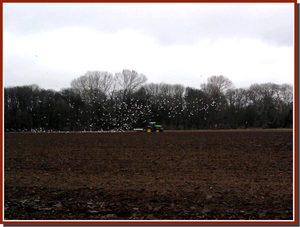 Follow the plough
