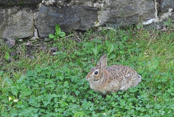 Bunny