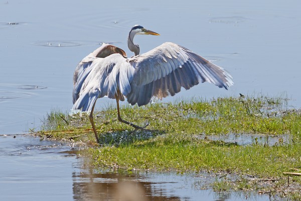 Great Blue Heron
