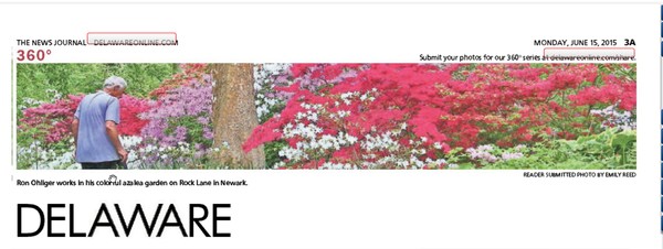 235th News Journal Panorama-Azaleas