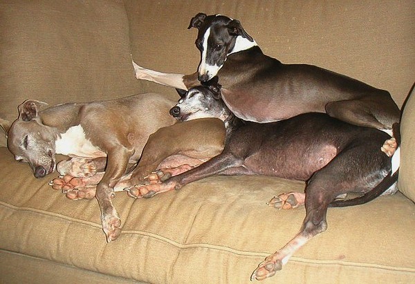 Another Pile of Dogs