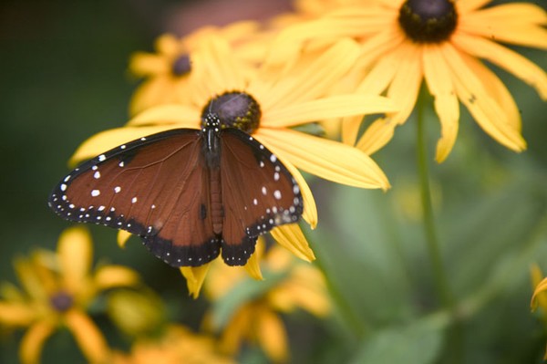 Mystery Butterfly