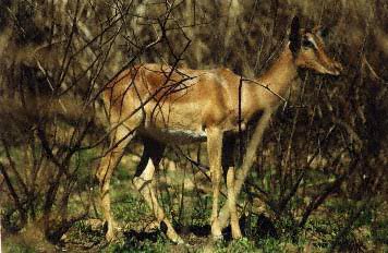 Camoflaged Buck