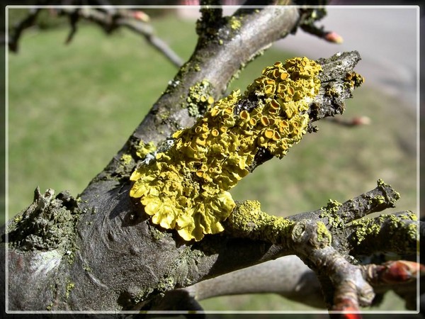 Unwanted growth ?