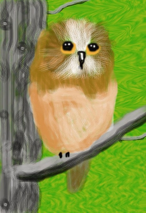 Northern Saw-wet Owl O727