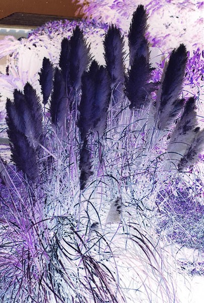 Pampas Grass