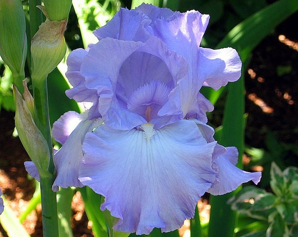 Bearded Iris