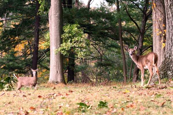Deer 4