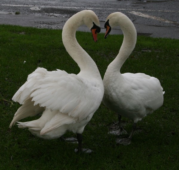 A swans love!