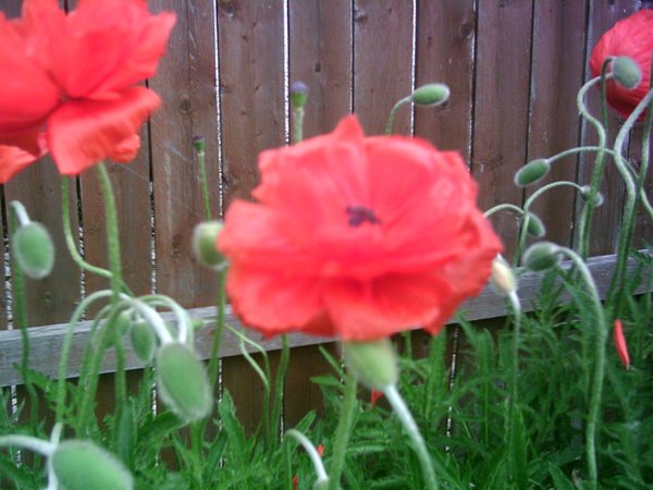 red flower