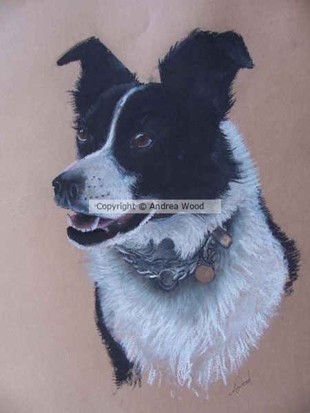 Boarder collie 