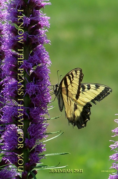 BUTTERFLY KISSES FOR DAWN'S EARLY LIGHT