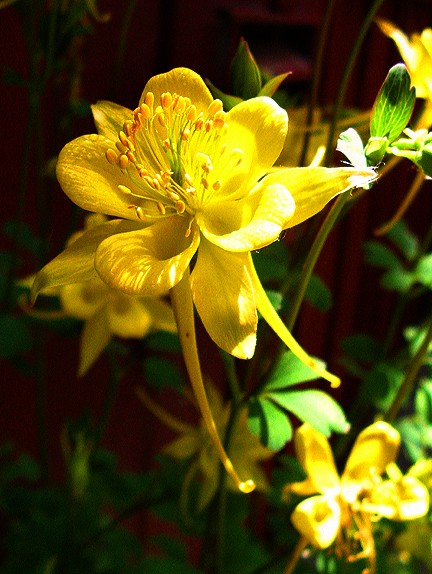 Columbine Sunshine