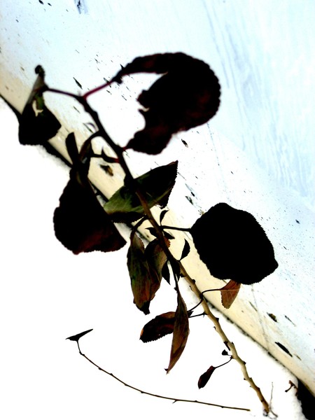 Leaves in the White