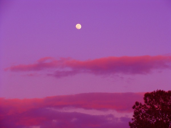 purple night 