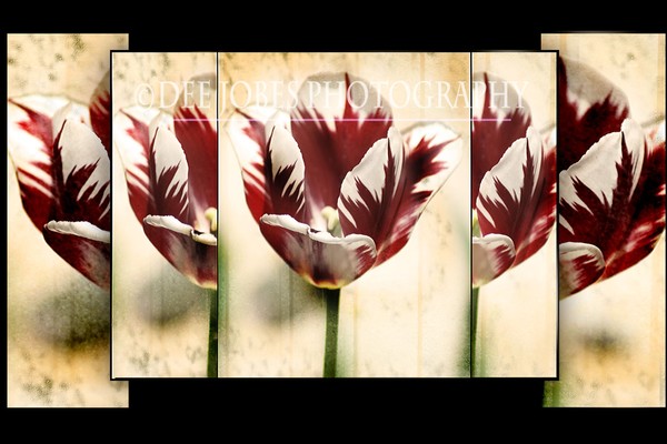 Irene's Tulips