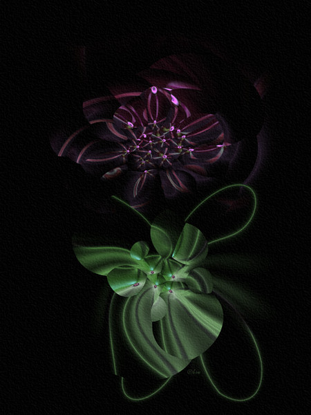 rosa 'Black Magic'