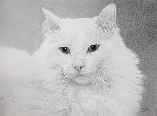 White Whiskers