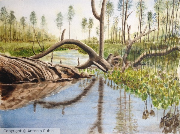 From the Pielpajärvi's path