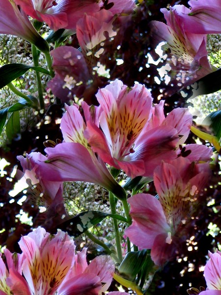 Today's Bouquet (Sixteen)