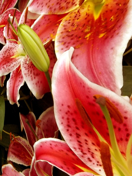 July Lilies (Two)